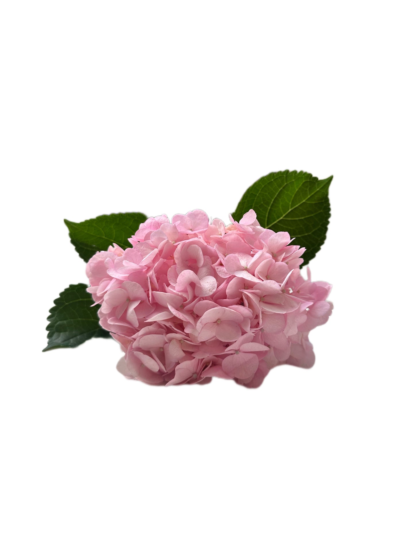 Pink Blossom Hydrangea Flowers