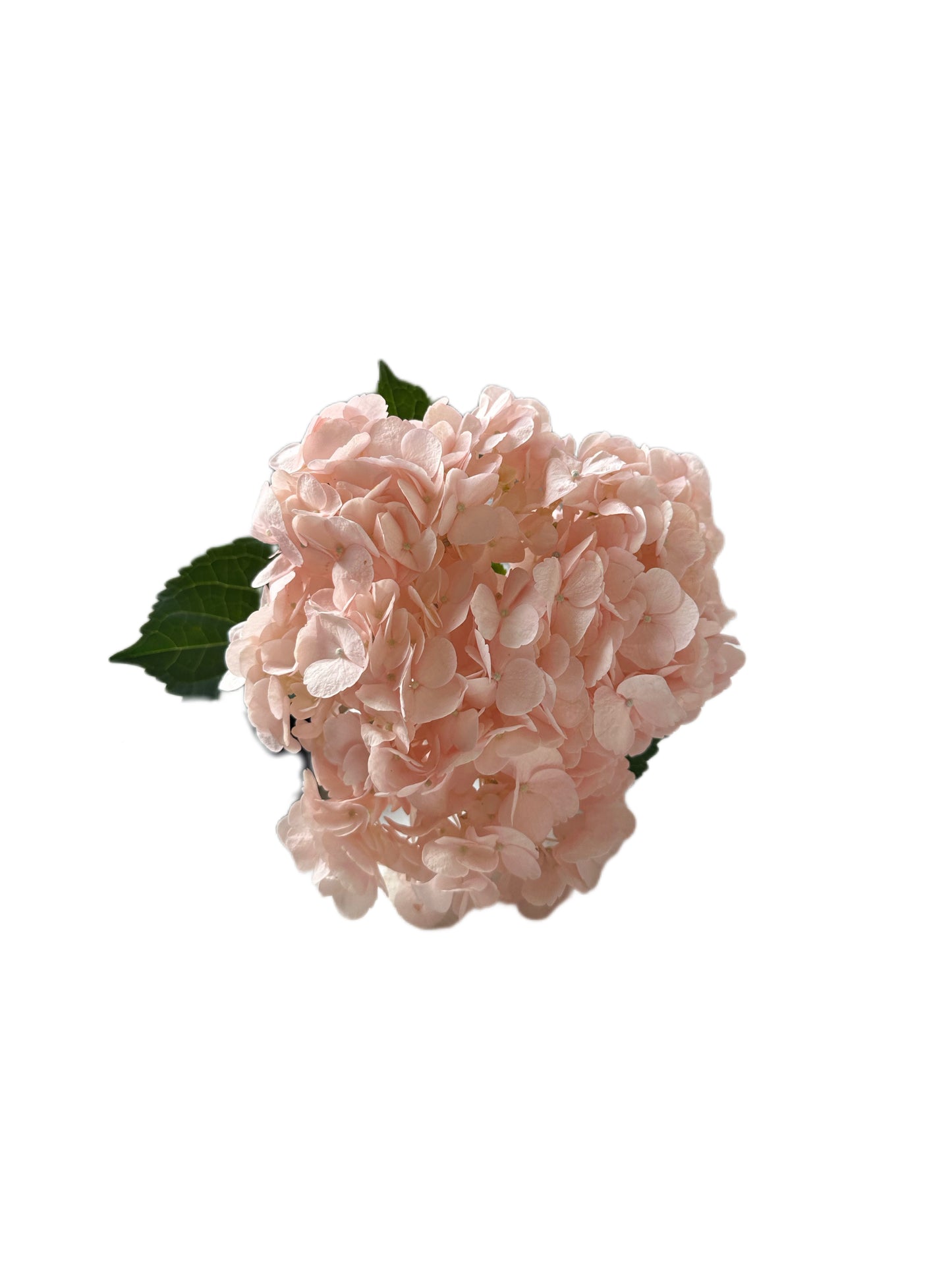 Dusty Rose Airbrushed Hydrangea