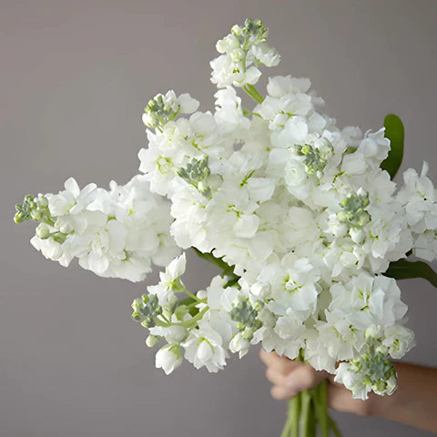 Stock White Flower
