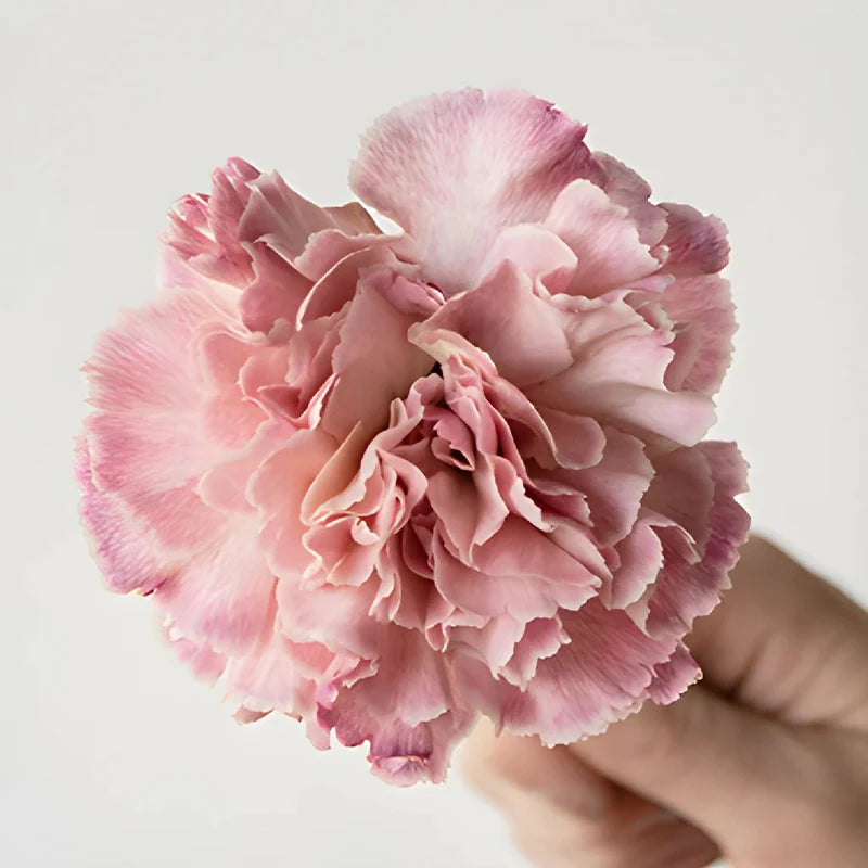 Vintage Pink Wedding Flower Carnation