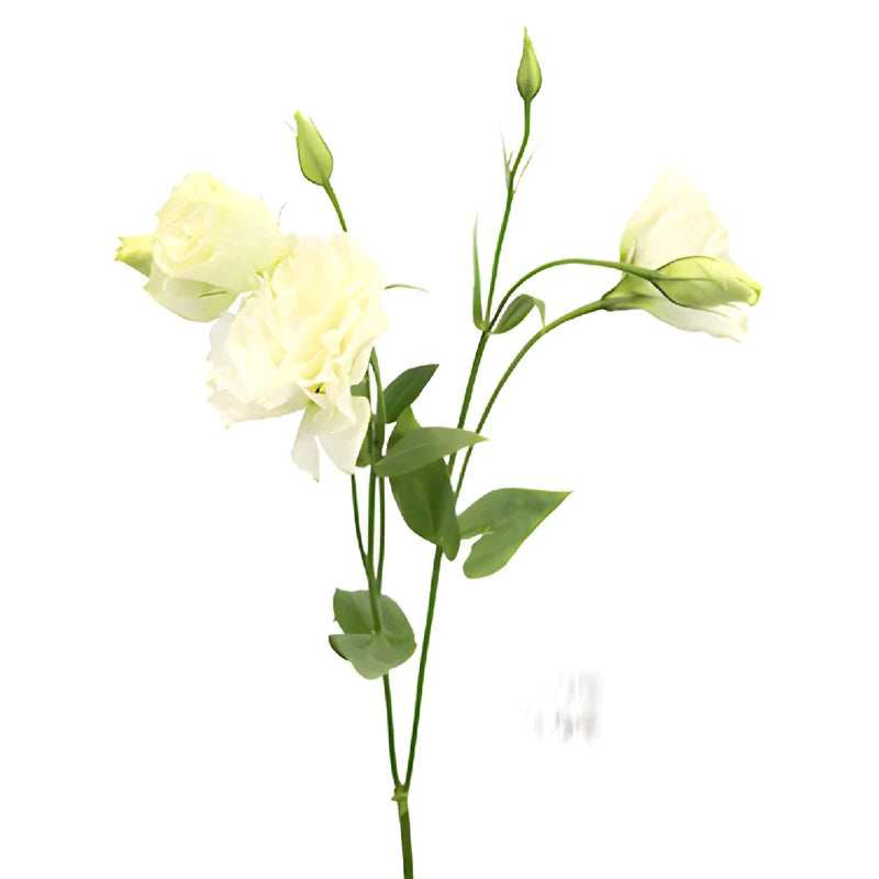 White Designer Lisianthus Flower