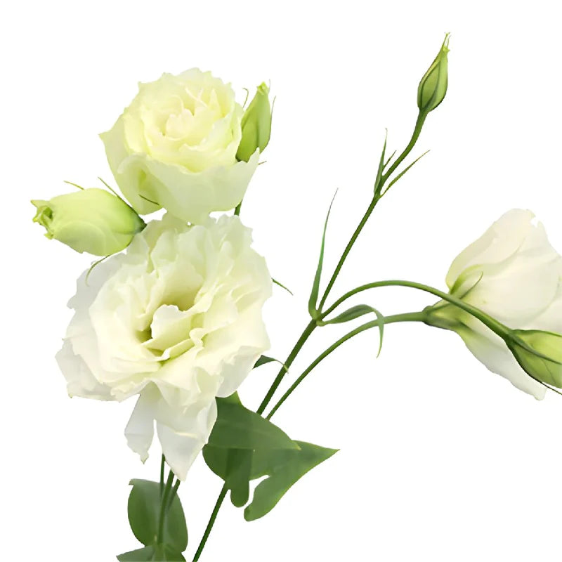 White Designer Lisianthus Flower