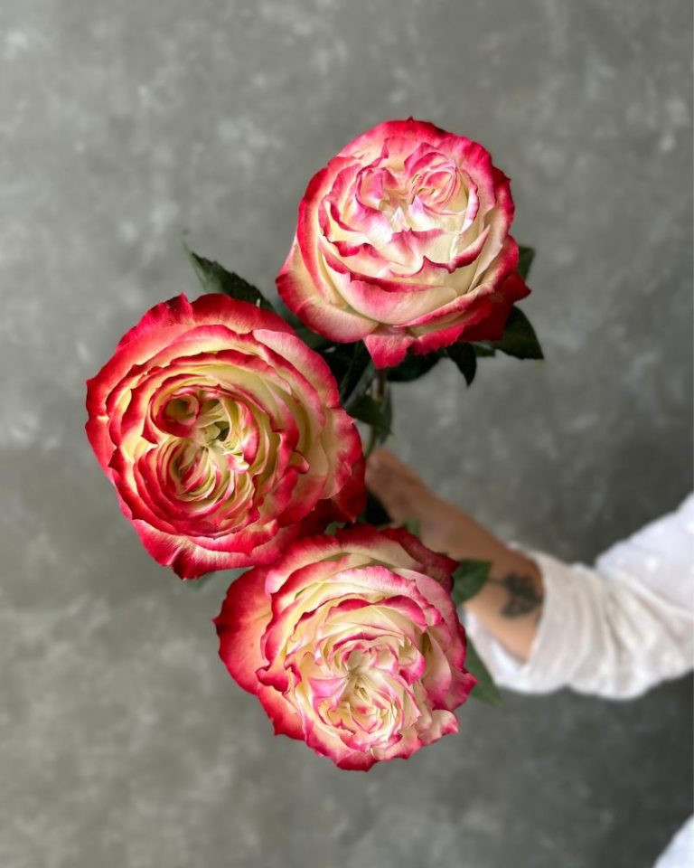 Apple Jack | Bicolor Garden Like Rose