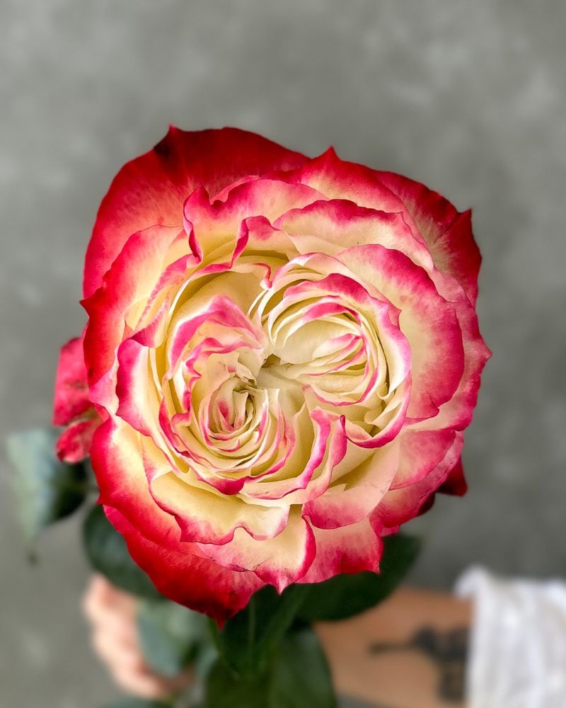 Apple Jack | Bicolor Garden Like Rose