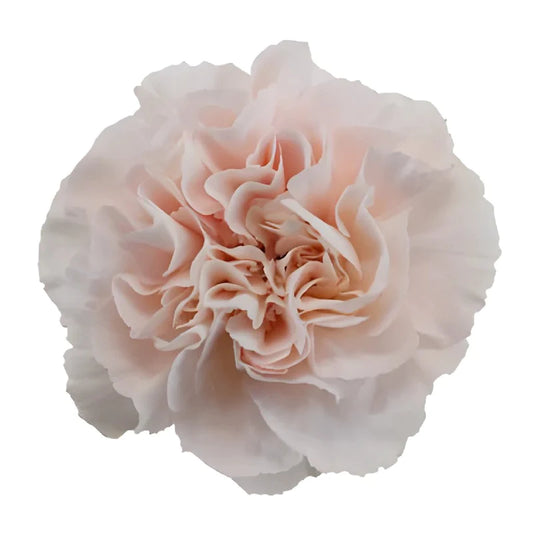 Powder Pink Carnation Flowers