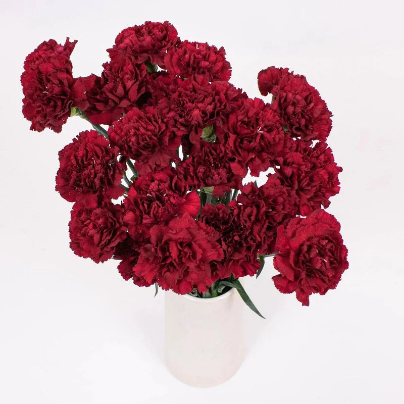 Red Carnation Flowers
