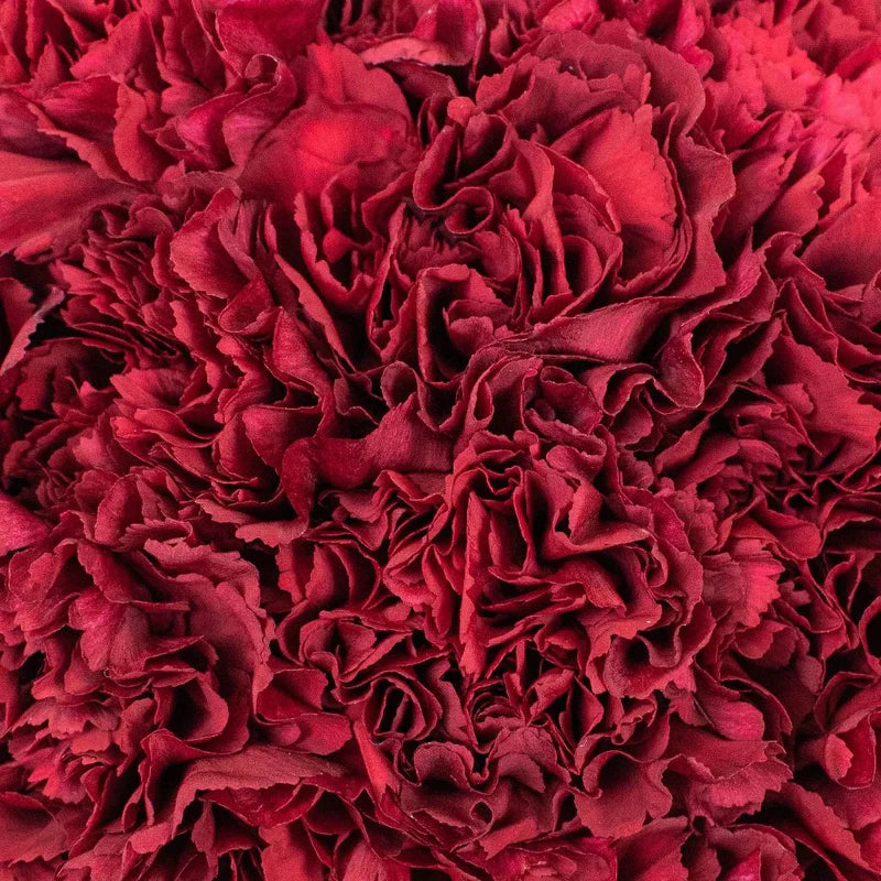 Red Carnation Flowers