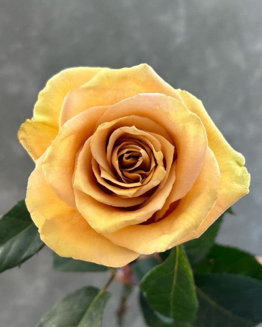 Combo | Mustard Rose