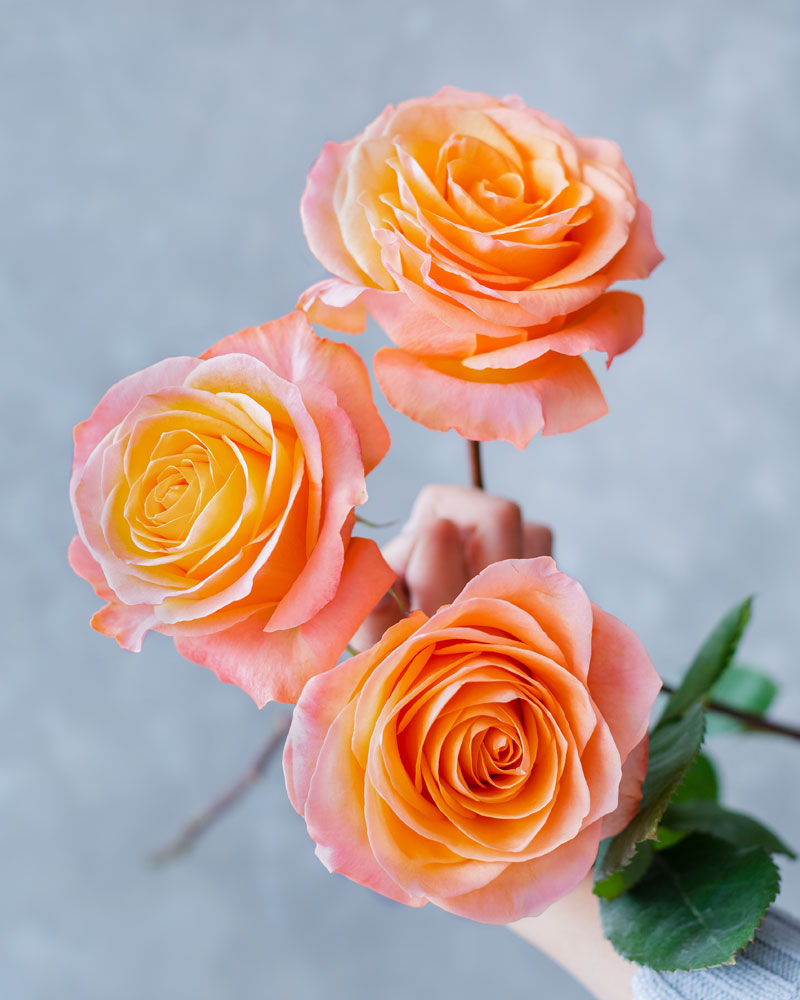 Coral Reef | Coral Rose