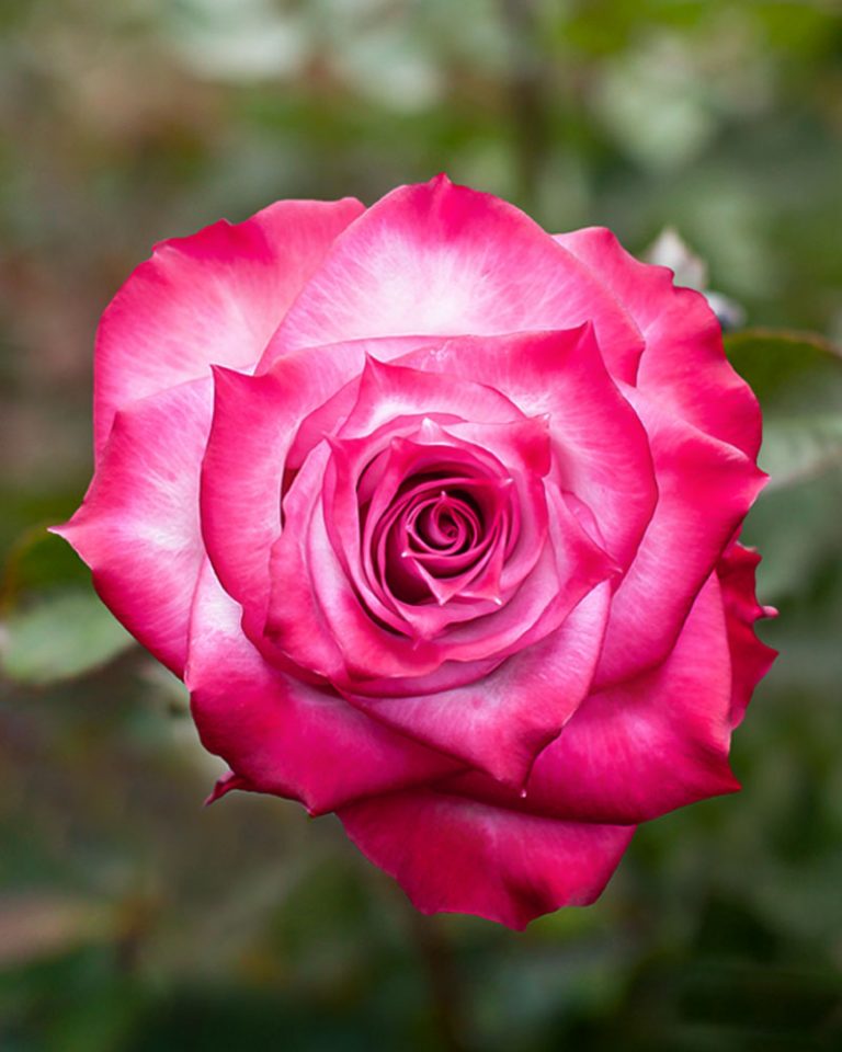 Deep Purple | Purple Rose