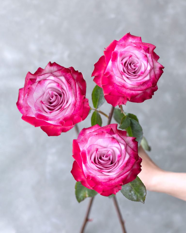 Deep Purple | Purple Rose