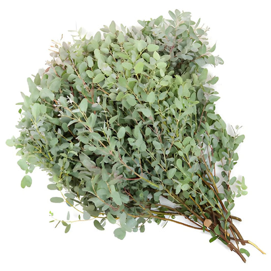 Gunnii Eucalyptus Greens