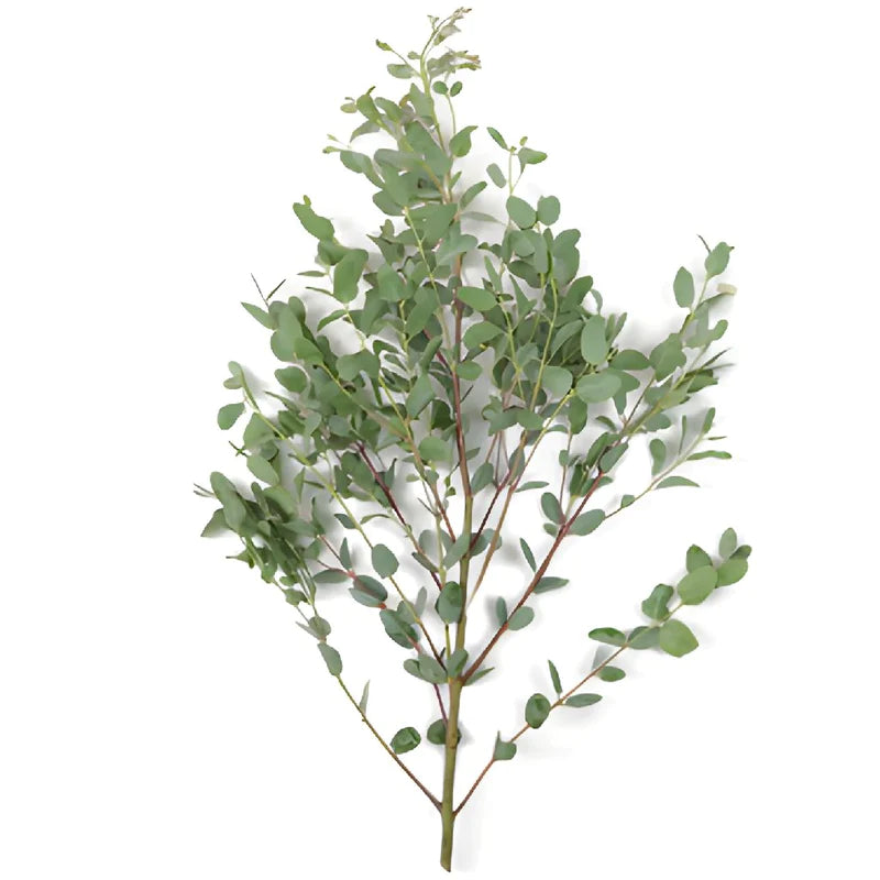 Gunnii Eucalyptus Greens