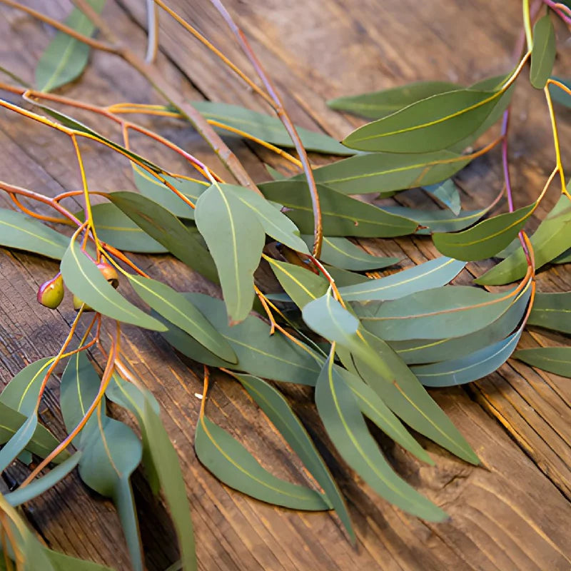 Willow Fresh Eucalyptus Greenery