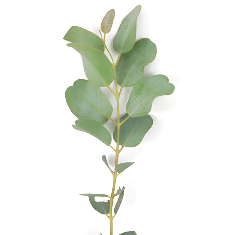 Gunnii Eucalyptus Greens