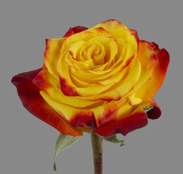 High & Yellow Magic Flame