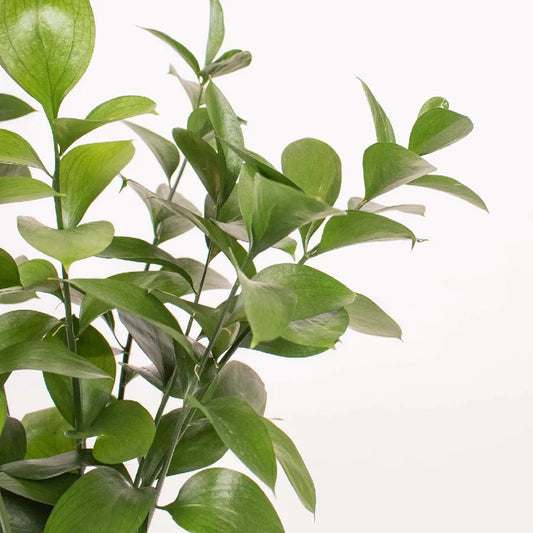 Israeli Ruscus Greenery