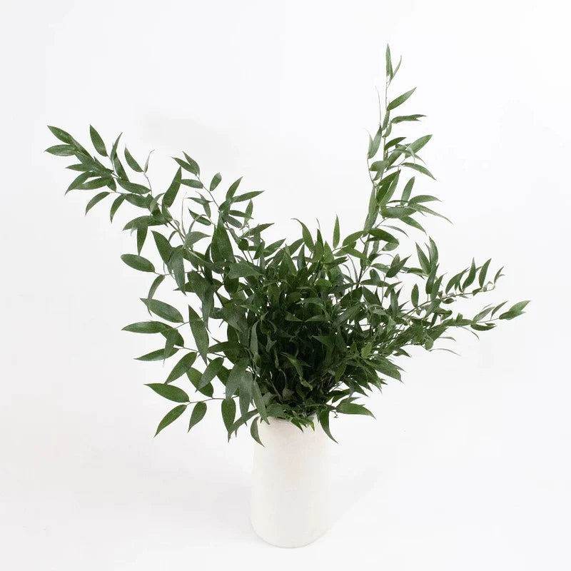 Italian Ruscus Greenery
