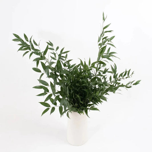 Italian Ruscus Greenery