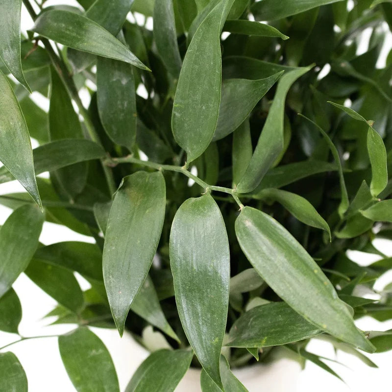 Italian Ruscus Greenery