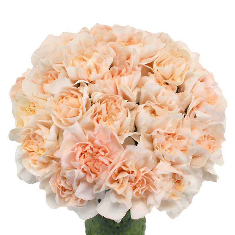 Pinky Peach Fresh Cut Carnations
