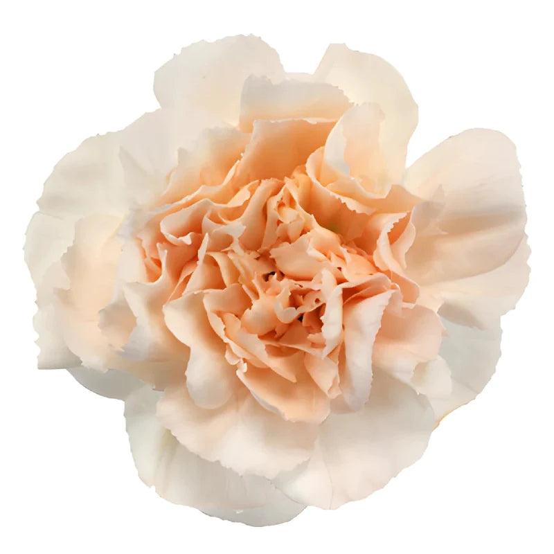 Pinky Peach Fresh Cut Carnations