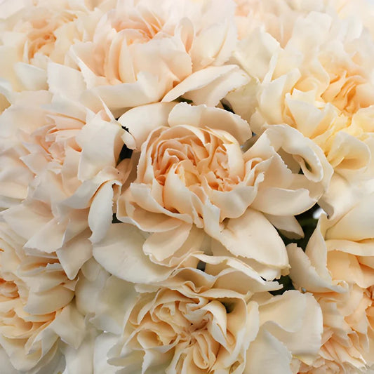 Pinky Peach Fresh Cut Carnations