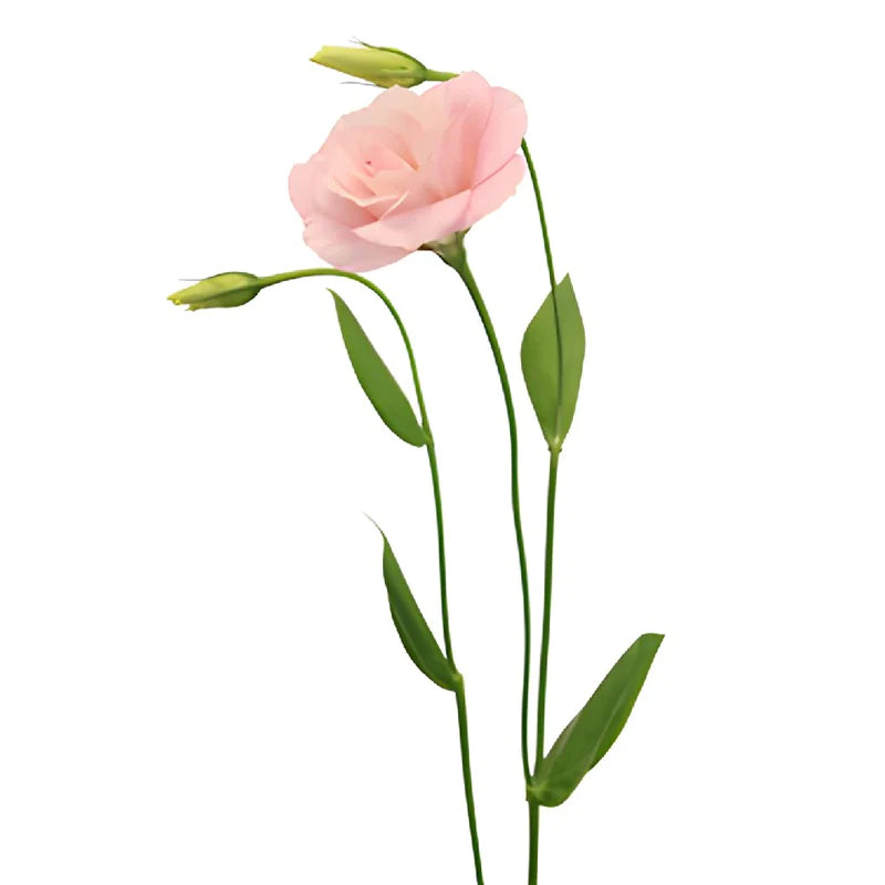 Light Pink Lisianthus Wedding Flowers