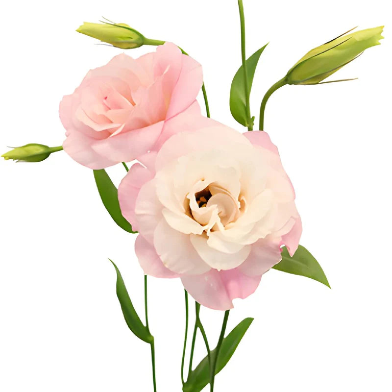 Light Pink Lisianthus Wedding Flowers