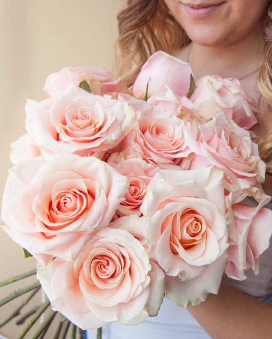 Phoenix | Peach Garden Rose