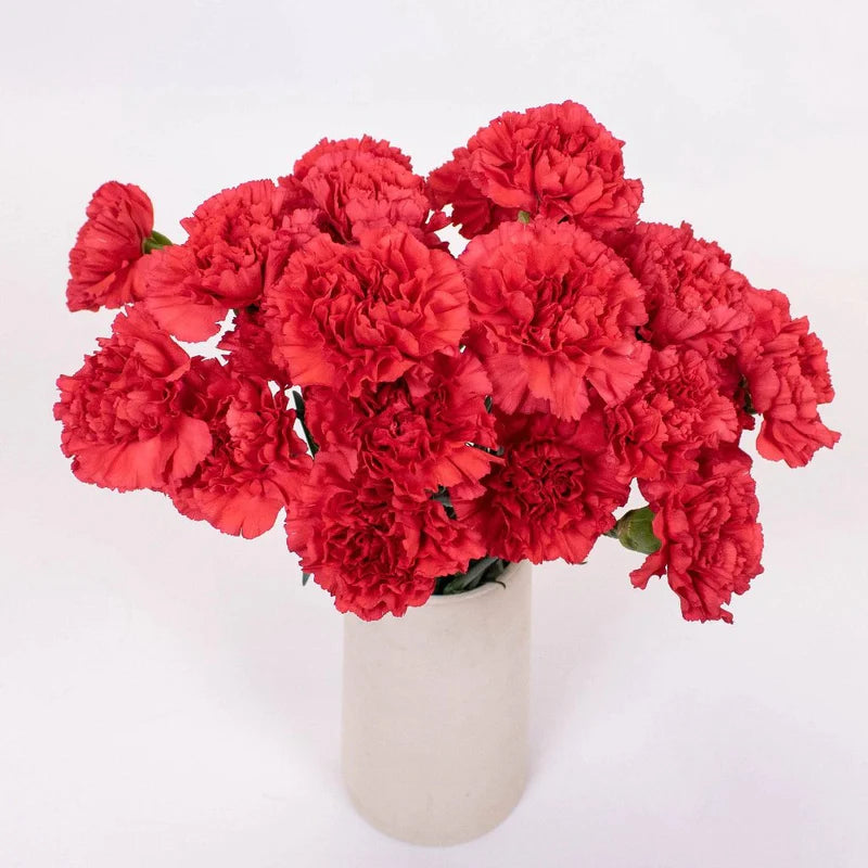 Red Carnation Flowers