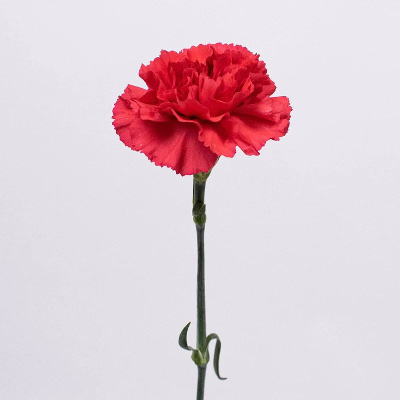 Red Carnation Flowers