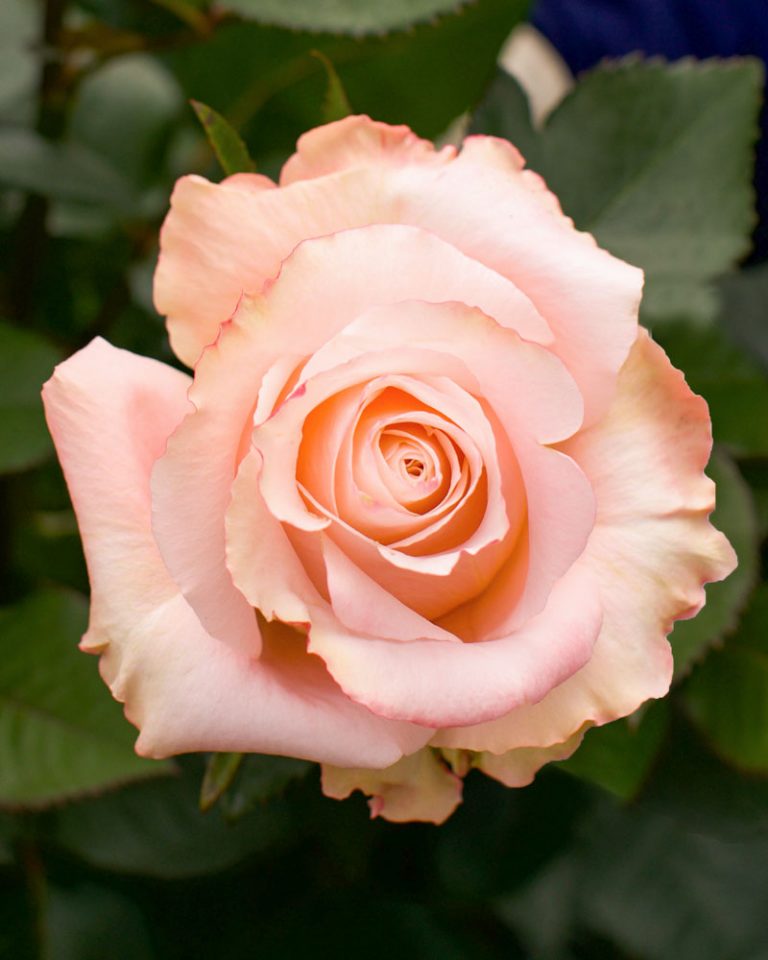 Shimmer | Peach Rose