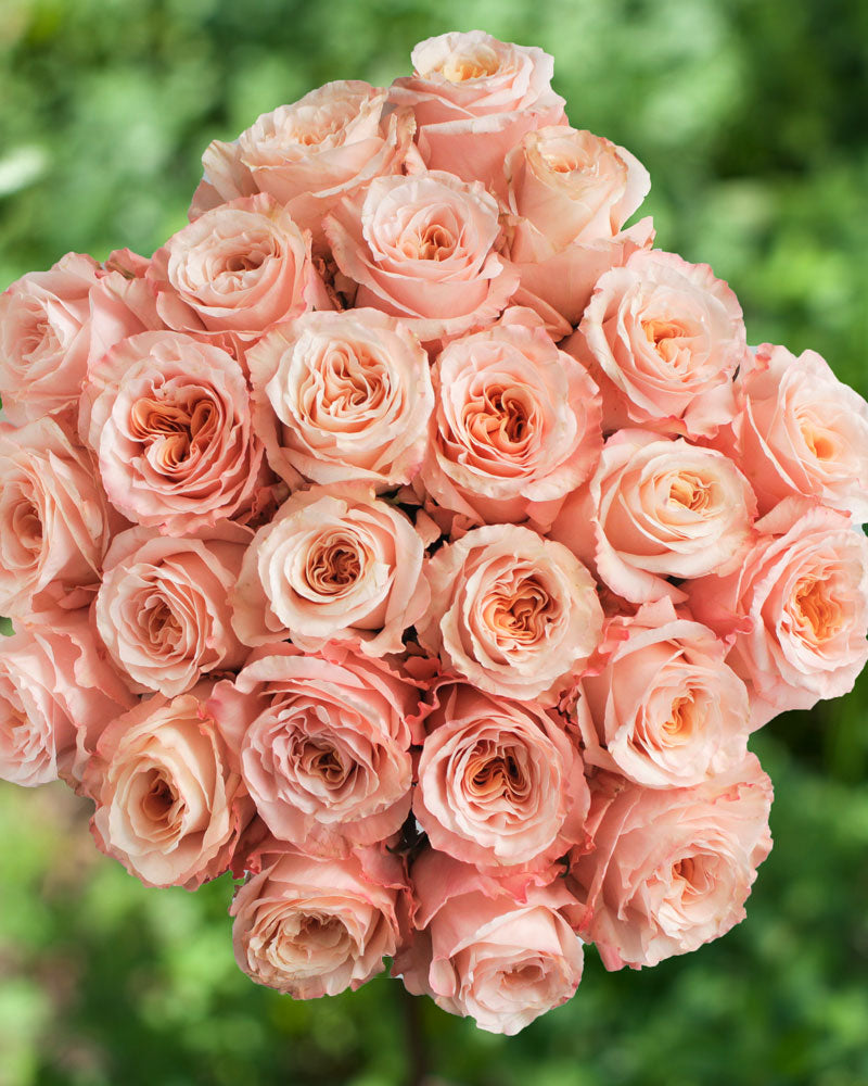 Shimmer | Peach Rose