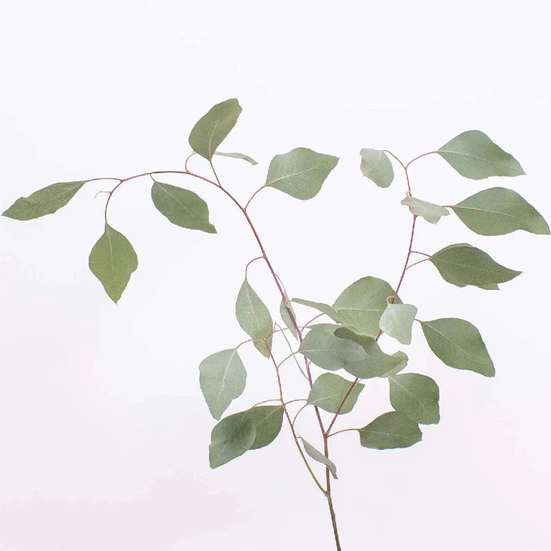 Eucalyptus Silver Dollar