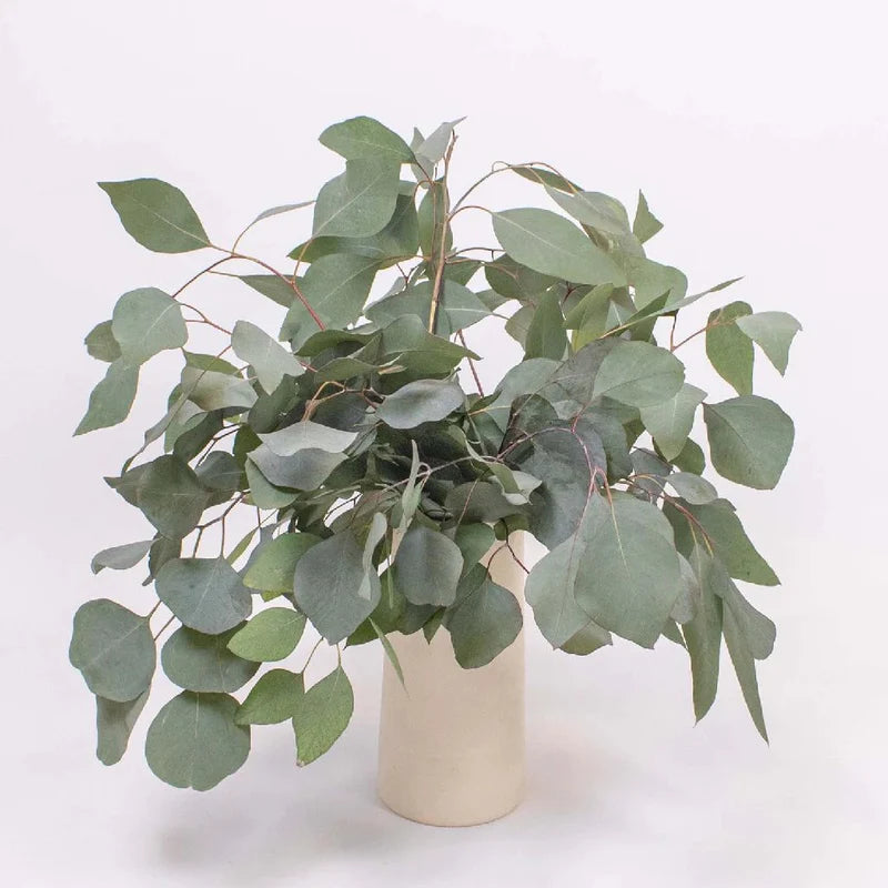 Eucalyptus Silver Dollar