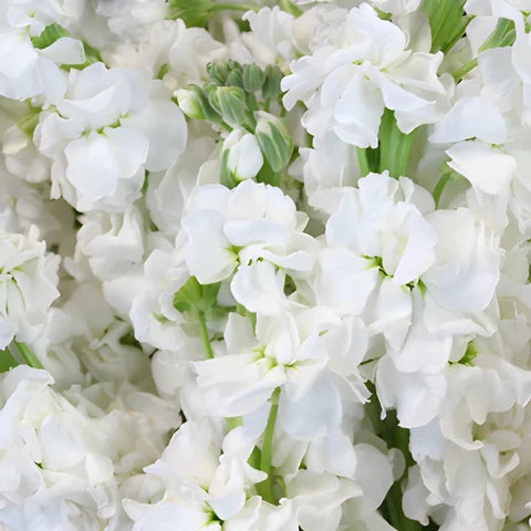 Stock White Flower