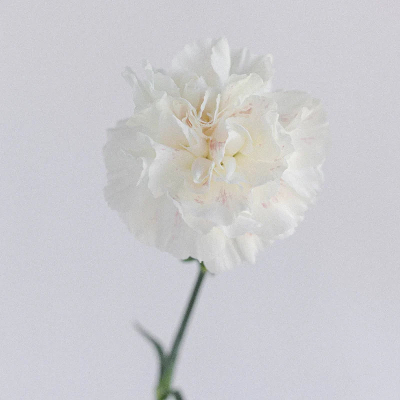White Carnations Flower