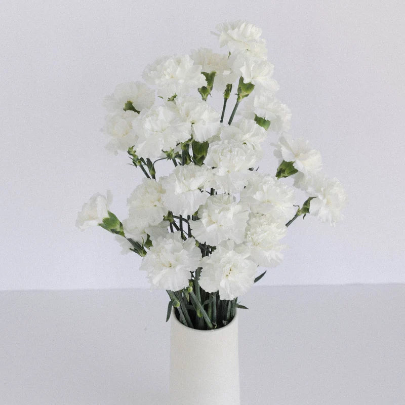 White Carnations Flower
