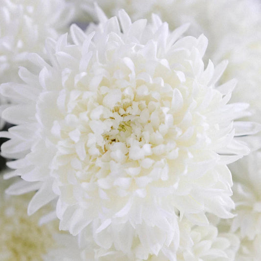 White Football Mum Flower