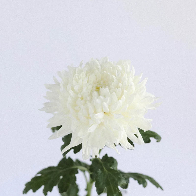 White Football Mum Flower